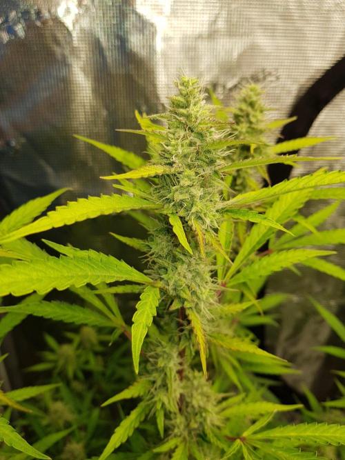 Pineapple Express Auto - Breeder Test. Week 13 - 91 Tag