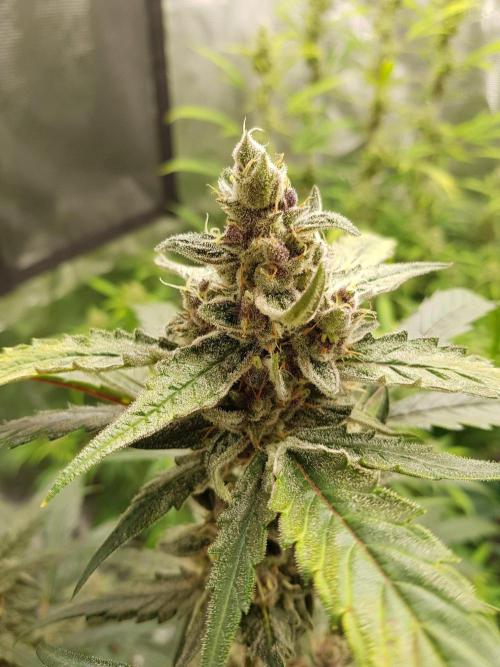 G-Nana Auto by Good Genetix. Week 10 - 65 Tag