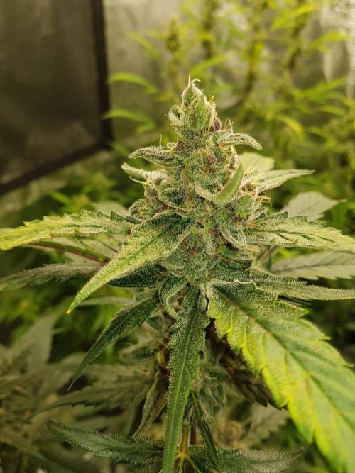 G-Nana Auto by Good Genetix. Week 10 - 65 Tag 