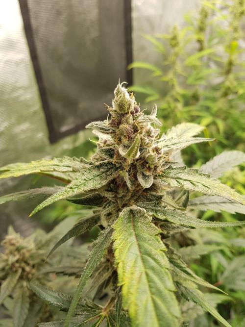 G-Nana Auto by Good Genetix. Week 10 - 65 Tag