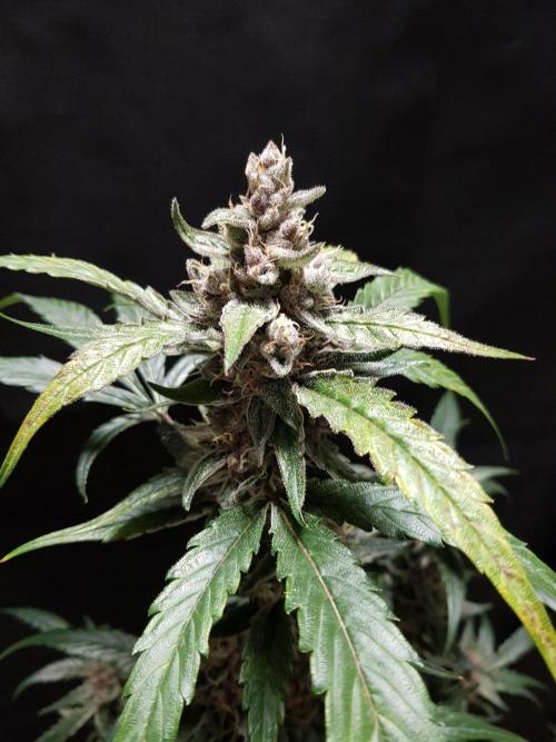 G-Nana Auto by Good Genetix. Week 10 - 65 Tag
