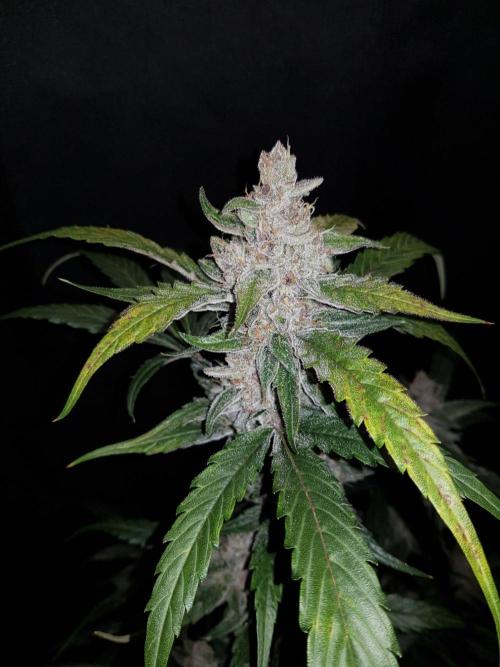 G-Nana Auto by Good Genetix. Week 10 - 65 Tag