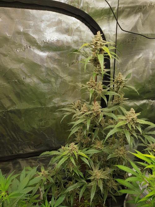 G-Nana Auto by Good Genetix. Week 10 - 66 Tag