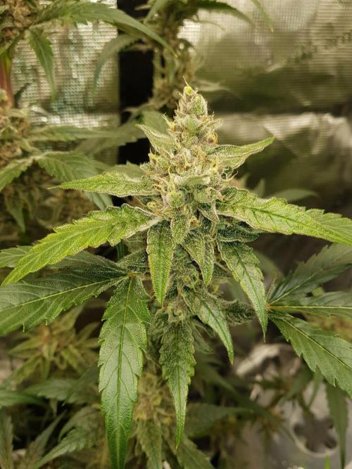 G-Nana Auto by Good Genetix. Week 10 - 66 Tag