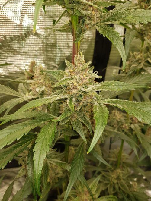 G-Nana Auto by Good Genetix. Week 10 - 66 Tag
