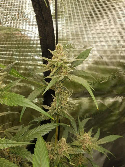 G-Nana Auto by Good Genetix. Week 10 - 66 Tag