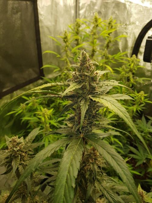 G-Nana Auto by Good Genetix. Week 10 - 66 Tag