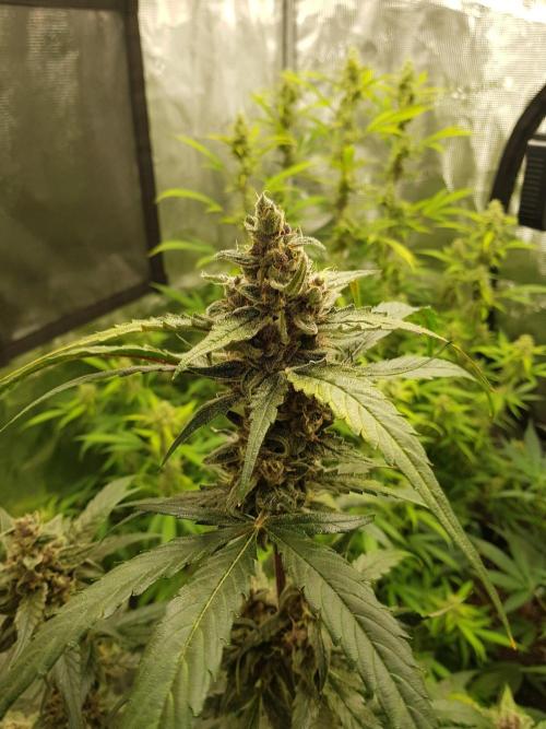 G-Nana Auto by Good Genetix. Week 10 - 66 Tag