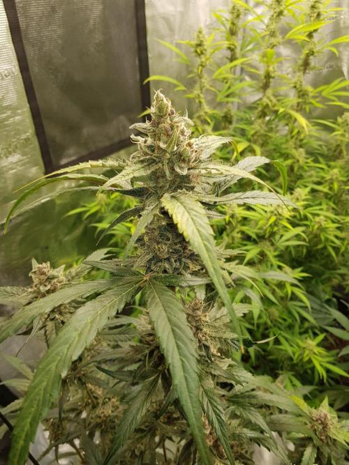 G-Nana Auto by Good Genetix. Week 10 - 66 Tag