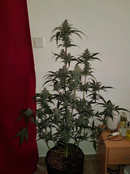 G-Nana Auto by Good Genetix. Week 10 - 67 Tag