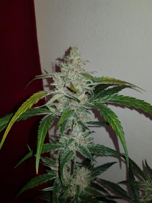 G-Nana Auto by Good Genetix. Week 10 - 67 Tag