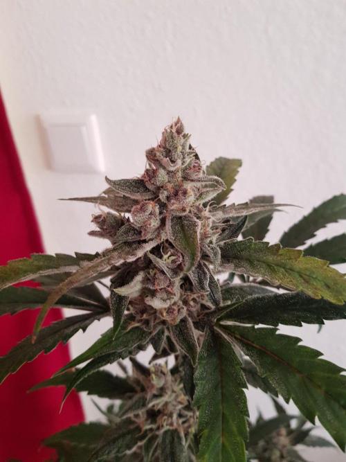 G-Nana Auto by Good Genetix. Week 10 - 67 Tag