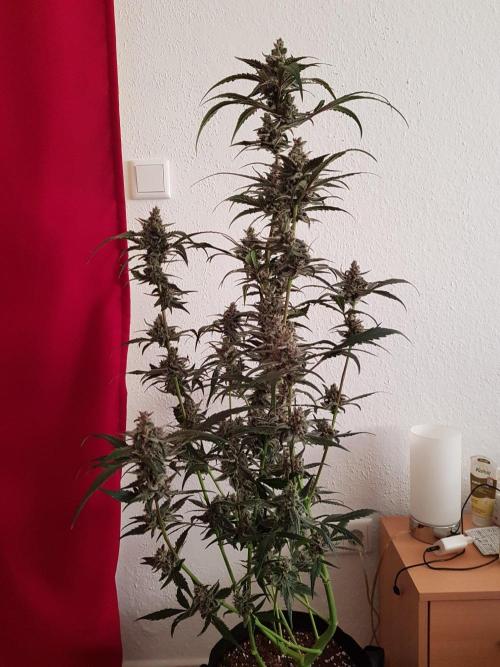 G-Nana Auto by Good Genetix. Week 10 - 67 Tag