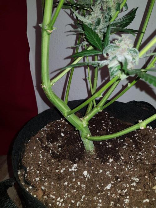 G-Nana Auto by Good Genetix. Week 10 - 67 Tag