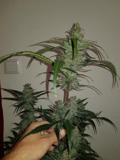 G-Nana Auto by Good Genetix. Week 10 - 67 Tag