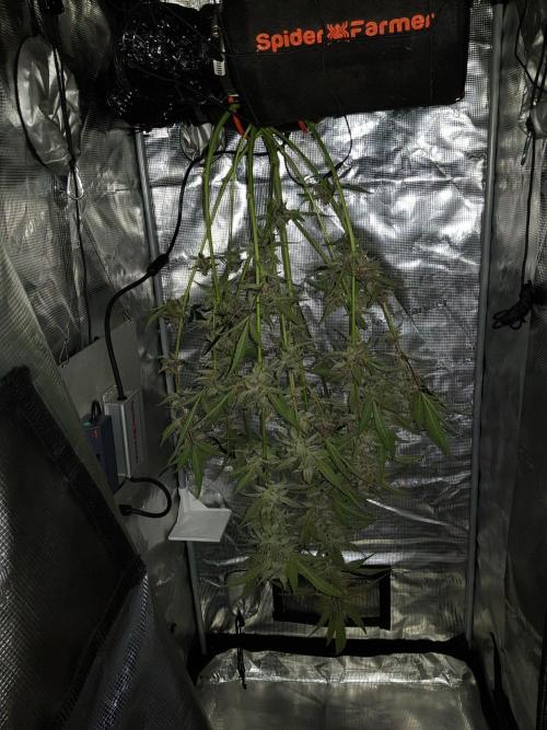 G-Nana Auto by Good Genetix. Week 10 - 67 Tag