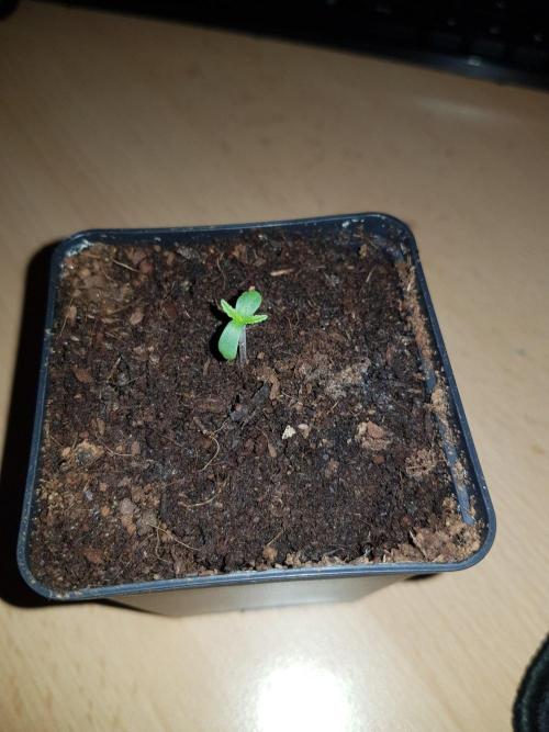 G-Thumper Auto. Week 0