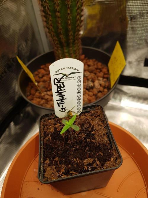 G-Thumper Auto by Good Genetix. Week 1 - 1 Tag