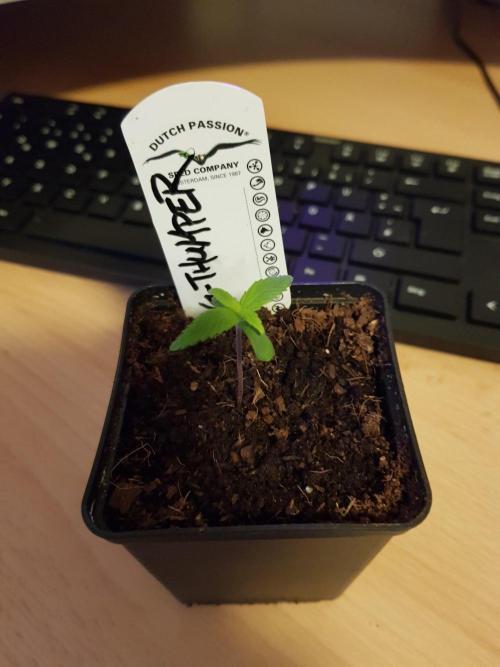 G-Thumper Auto. Week 1