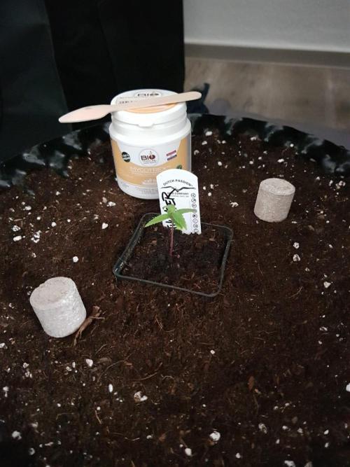 G-Thumper Auto by Good Genetix. Week 2 - 13 Tag ...mit Bio Tabs bestücken...