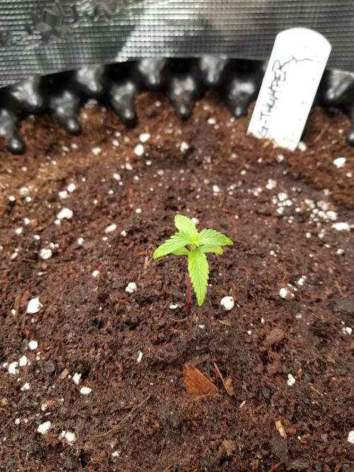 G-Thumper Auto by Good Genetix. Week 2 - 13 Tag ...und angießen