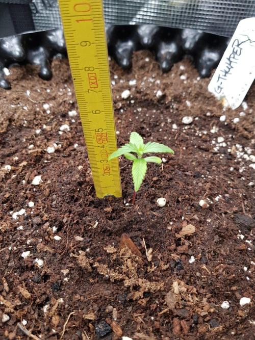G-Thumper Auto. Week 2