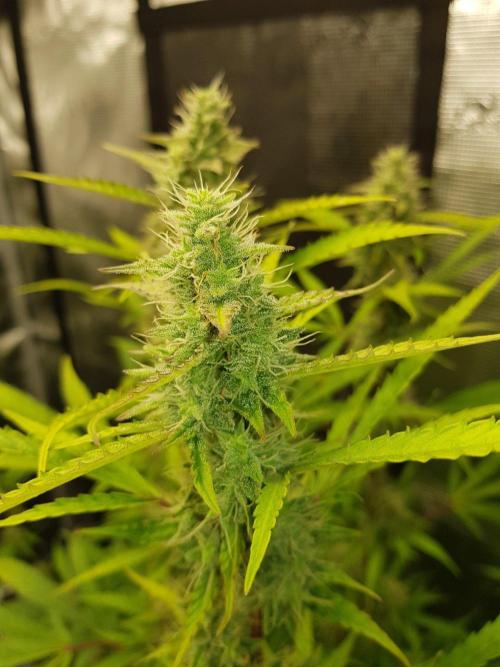 Pineapple Express Auto - Breeder Test. Week 14 - 93 Tag