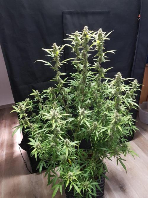 Pineapple Express Auto - Breeder Test. Week 14 - 97 Tag