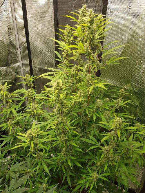 Pineapple Express Auto - Breeder Test. Week 14 - 93 Tag