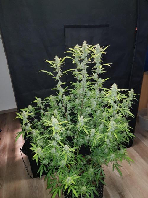 Pineapple Express Auto - Breeder Test. Week 14 - 97 Tag