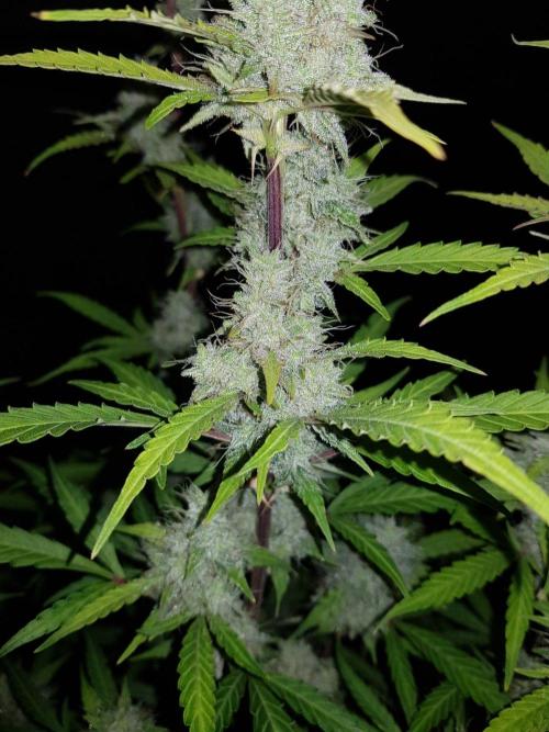 Pineapple Express Auto - Breeder Test. Week 14 - 97 Tag