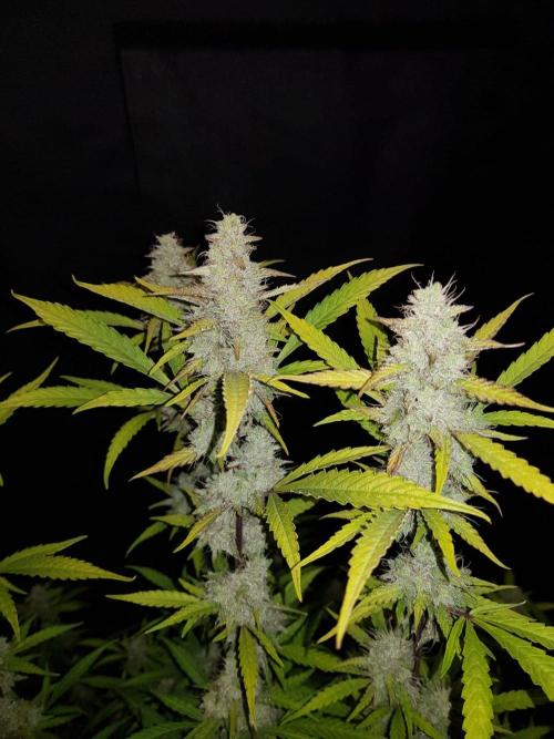 Pineapple Express Auto - Breeder Test. Week 14 - 97 Tag