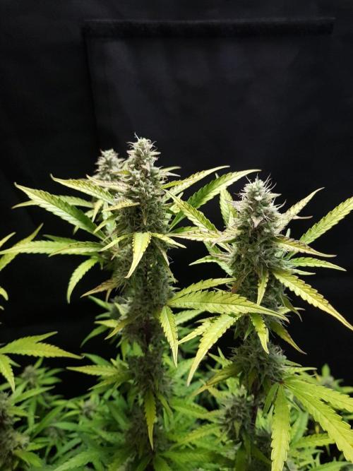 Pineapple Express Auto - Breeder Test. Week 14 - 97 Tag