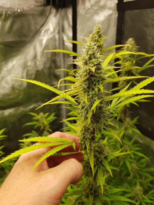 Pineapple Express Auto - Breeder Test. Week 14 - 98 Tag