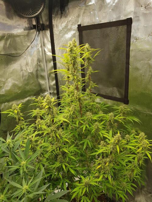 Pineapple Express Auto - Breeder Test. Week 14 - 98 Tag