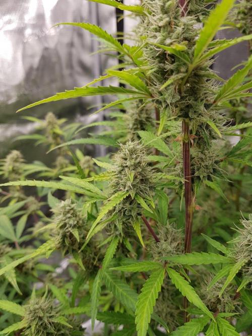 Pineapple Express Auto - Breeder Test. Week 14 - 98 Tag