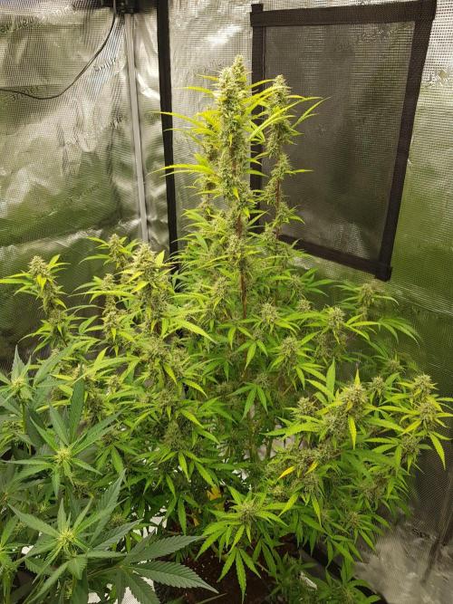 Pineapple Express Auto - Breeder Test. Week 14 - 98 Tag