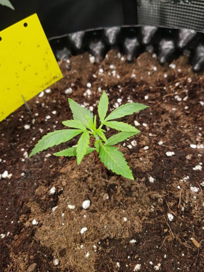 G-Thumper Auto by Good Genetix. Week 3 - 21 Tag