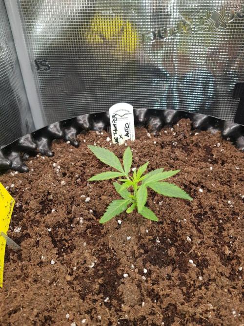 G-Thumper Auto by Good Genetix. Week 4 - 22 Tag