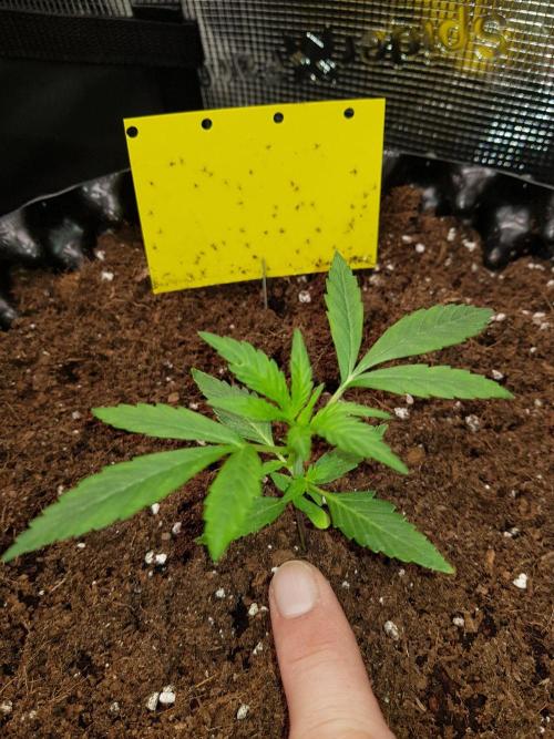 G-Thumper Auto by Good Genetix. Week 4 - 23 Tag