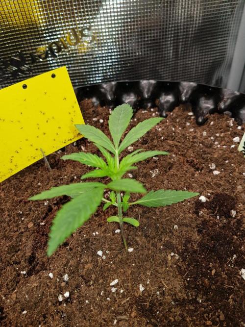 G-Thumper Auto by Good Genetix. Week 4 - 23 Tag