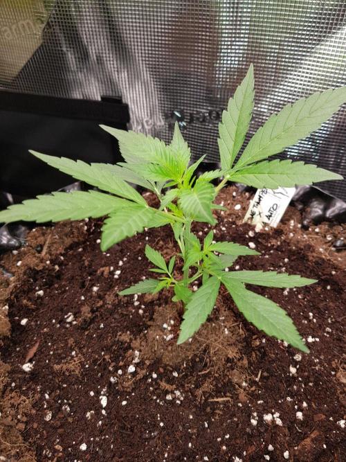 G-Thumper Auto by Good Genetix. Week 4 - 28 Tag ... ein paar Stunden nach dem LST steht sie schon wieder