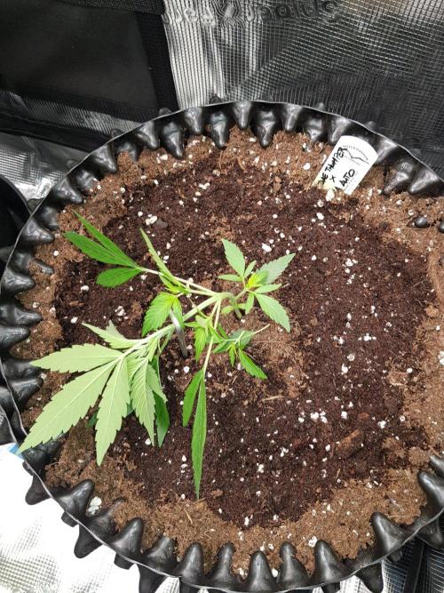 G-Thumper Auto by Good Genetix. Week 4 - 28 Tag