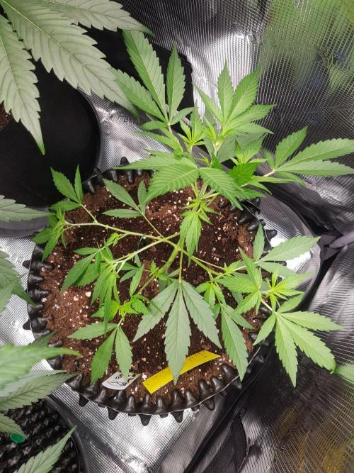 G-Thumper Auto by Good Genetix. Week 5 - Tag 35