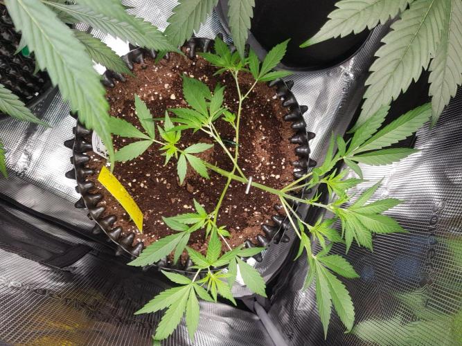 G-Thumper Auto by Good Genetix. Week 5 - Tag 35