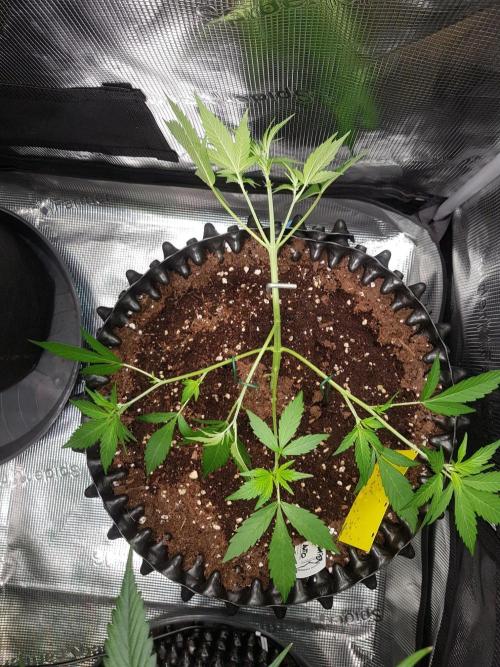 G-Thumper Auto by Good Genetix. Week 5 - Tag 35
