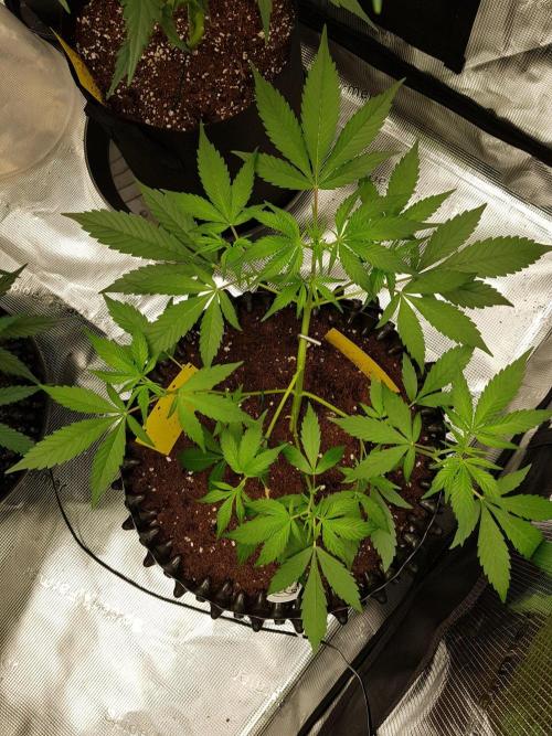 G-Thumper Auto by Good Genetix. Week 6 - 38 Tag