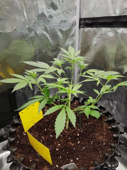 G-Thumper Auto by Good Genetix. Week 6 - 37 Tag