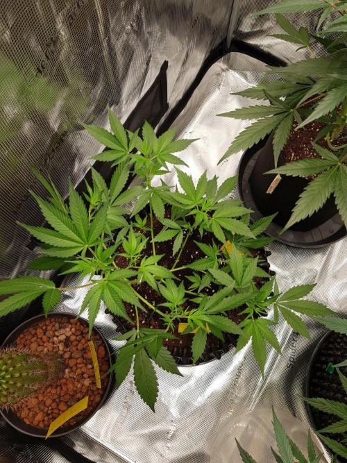 G-Thumper Auto by Good Genetix. Week 6 - 40 Tag