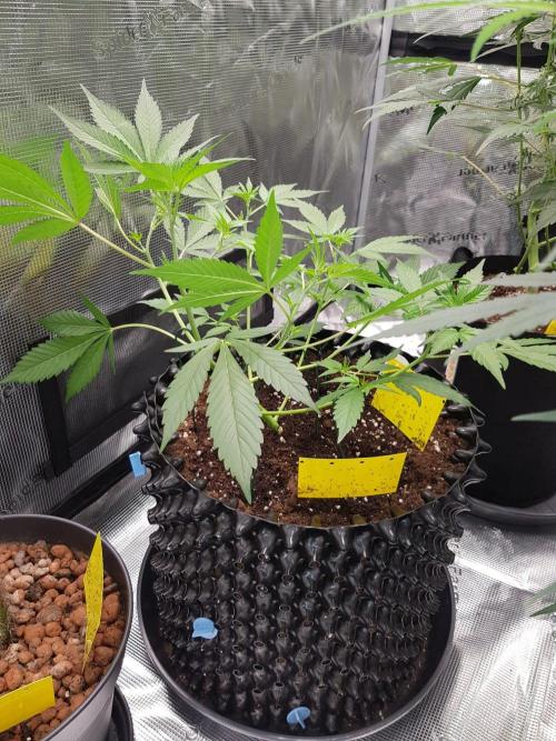 G-Thumper Auto by Good Genetix. Week 6 - 40 Tag